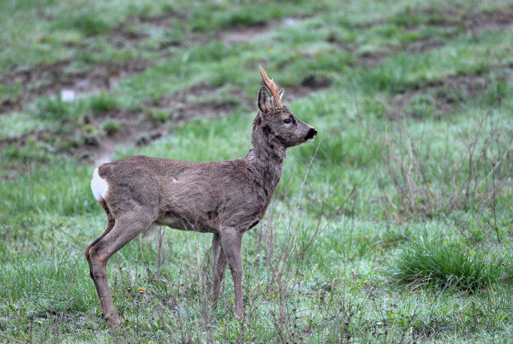 Il Capriolo